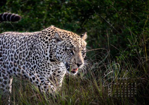 Leopard auf der Pirsch in Afrika im Kalender 2027