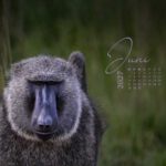 Bildschirmhintergrund Wallpaper Juni 2027