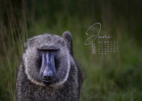 Bildschirmhintergrund Wallpaper Juni 2027