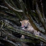 Leopard auf einem Kaktusi in Afrika als hochwertiges Kalenderfoto für 2027
