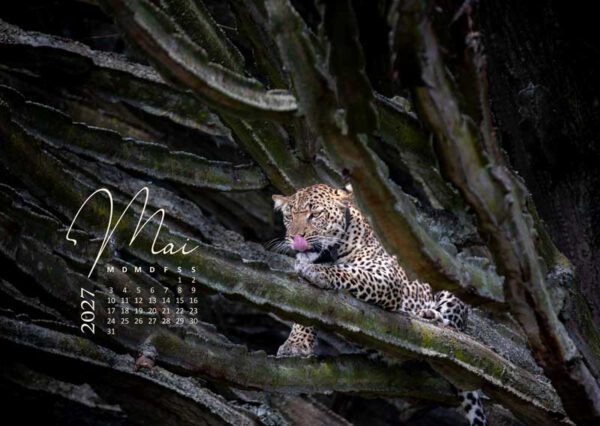 Leopard auf einem Kaktusi in Afrika als hochwertiges Kalenderfoto für 2027
