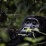 Berggorilla beim Fressen als beeindruckendes Motiv im Afrika Wandkalender 2027