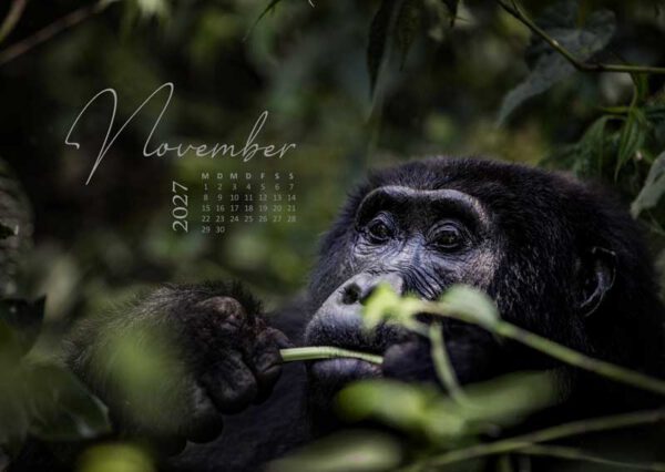 Berggorilla beim Fressen als beeindruckendes Motiv im Afrika Wandkalender 2027