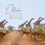 Giraffe in der afrikanischen Steppe als Motiv im Afrika Wandkalender 2027