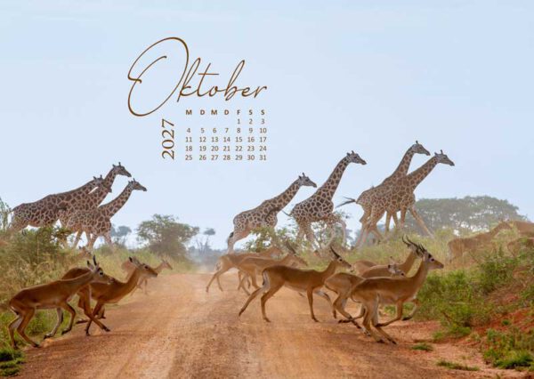 Giraffe in der afrikanischen Steppe als Motiv im Afrika Wandkalender 2027