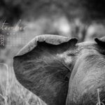 Elefant von hinten mit ausgebreiteten Ohren in der afrikanischen Savanne