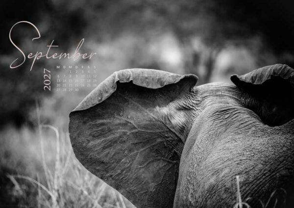 Elefant von hinten mit ausgebreiteten Ohren in der afrikanischen Savanne